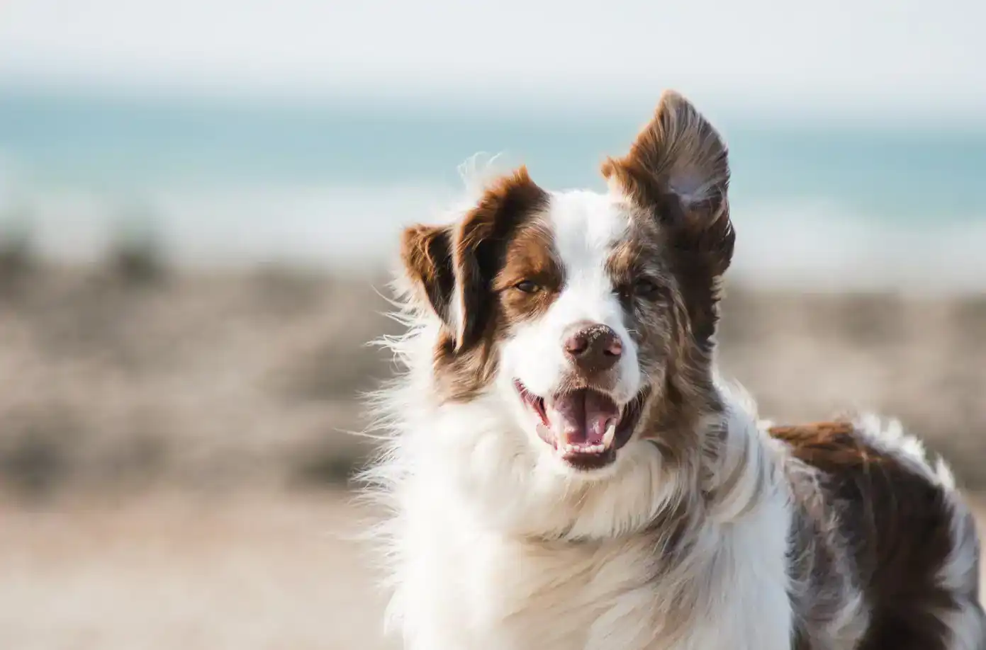 Gedragsproblemen bij je hond