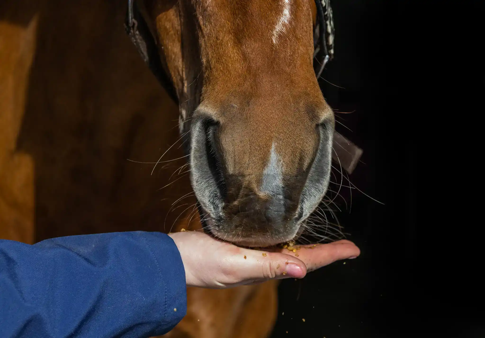 Bonpard paardenvoeding
