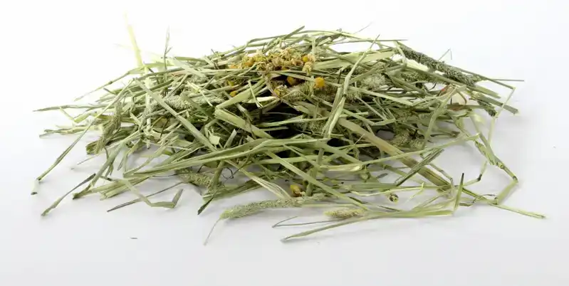 TIMOTHY HAY KAMILLE & PAARDENBLOEM