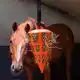 HAY SLOWFEEDER FUN AND FLEX 22 CM ORANJE WORTEL