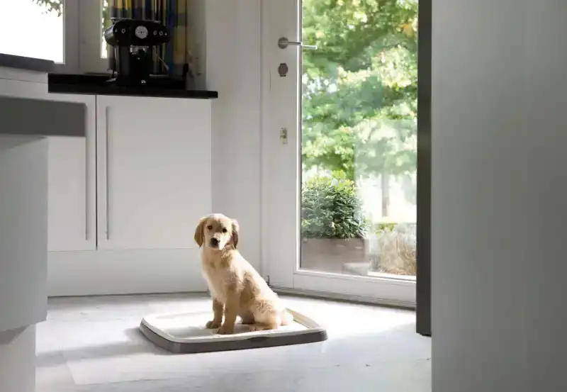 PUPPY TRAINER STARTERKIT LARGE