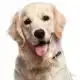 PENNING GOLDEN RETRIEVER L000012297