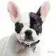 PENNING FRENCH BULLDOG L000012297