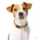 PENNING JACK RUSSEL L000012297