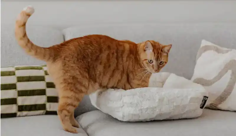 DISTRICT 70 - MOSA CAT BED - MERENGUE