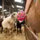 HAY SLOWFEEDER FUN AND FLEX 22 CM ROZE