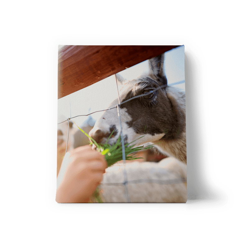 CADEAUSHOP FOTO OP CANVAS, 850 ALL-IN PUNTEN