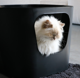 DEAN - OPEN KATTENBAK 54,4X43,9X40,5CM ZWART
