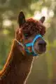 ALPACA HALSTER LICHTBLAUW