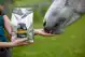 DIER ALL IN HORSE TRUFFELS WORTEL 1KG