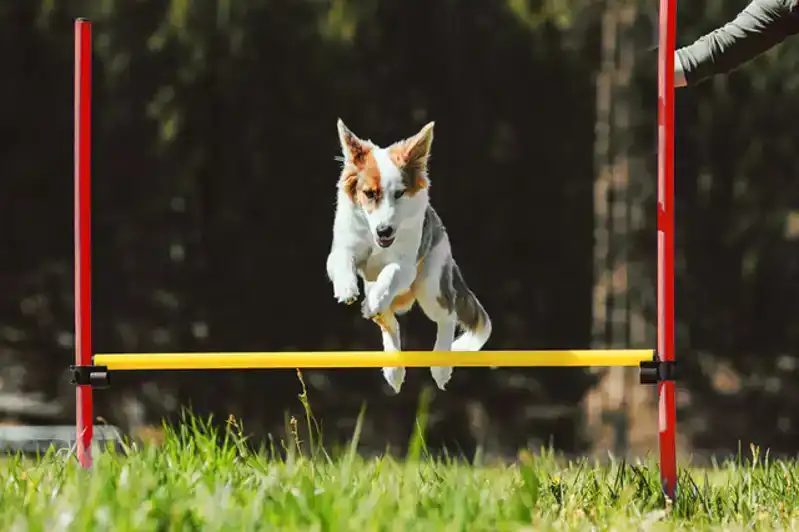 AGILITY-SET 12-DELIG