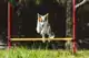 AGILITY-SET 12-DELIG