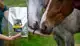 DIER ALL IN HORSE TRUFFELS BANAAN 1KG