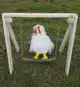 CHICKEN SWING