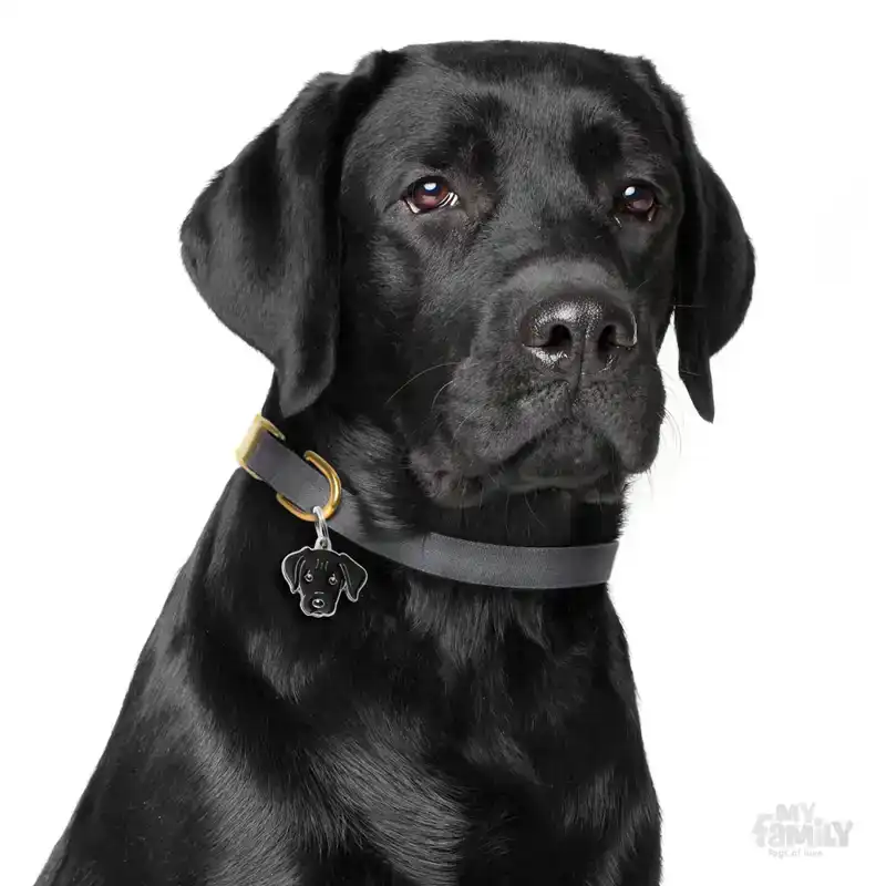 PENNING LABRADOR BLACK L000012297