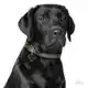 PENNING LABRADOR BLACK L000012297