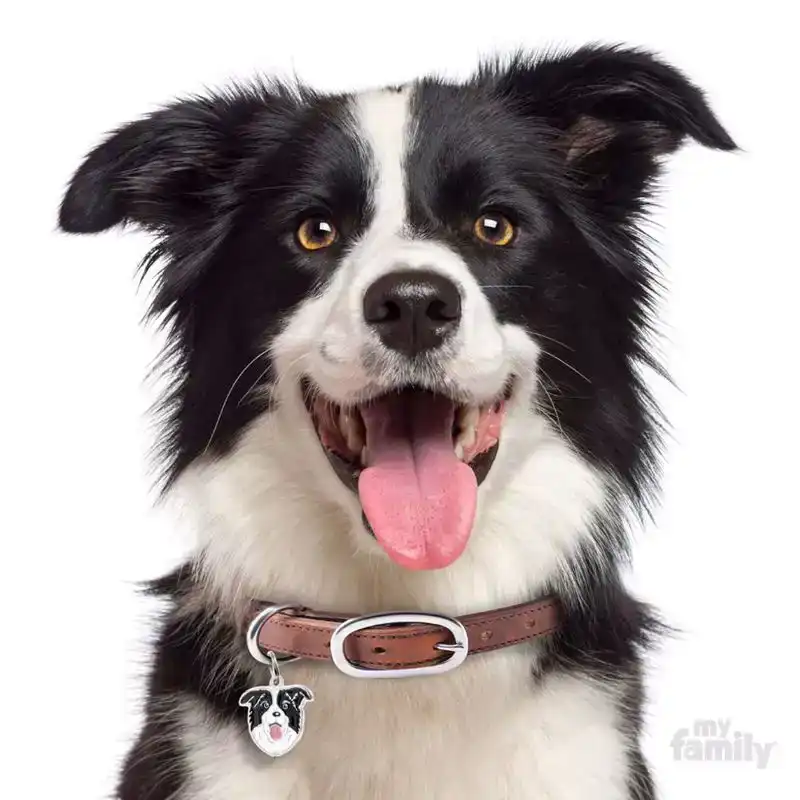 PENNING BORDER COLLIE