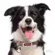 PENNING BORDER COLLIE
