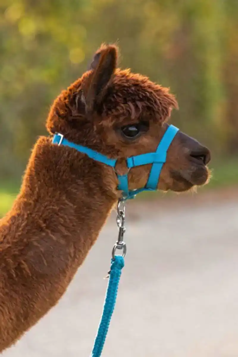 ALPACA HALSTER LICHTBLAUW