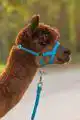 ALPACA HALSTER LICHTBLAUW