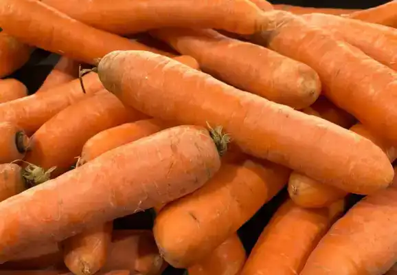 GESCHOONDE VOEDERWORTELS