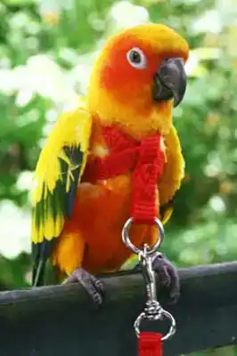 VOGELTUIGJE PETIT