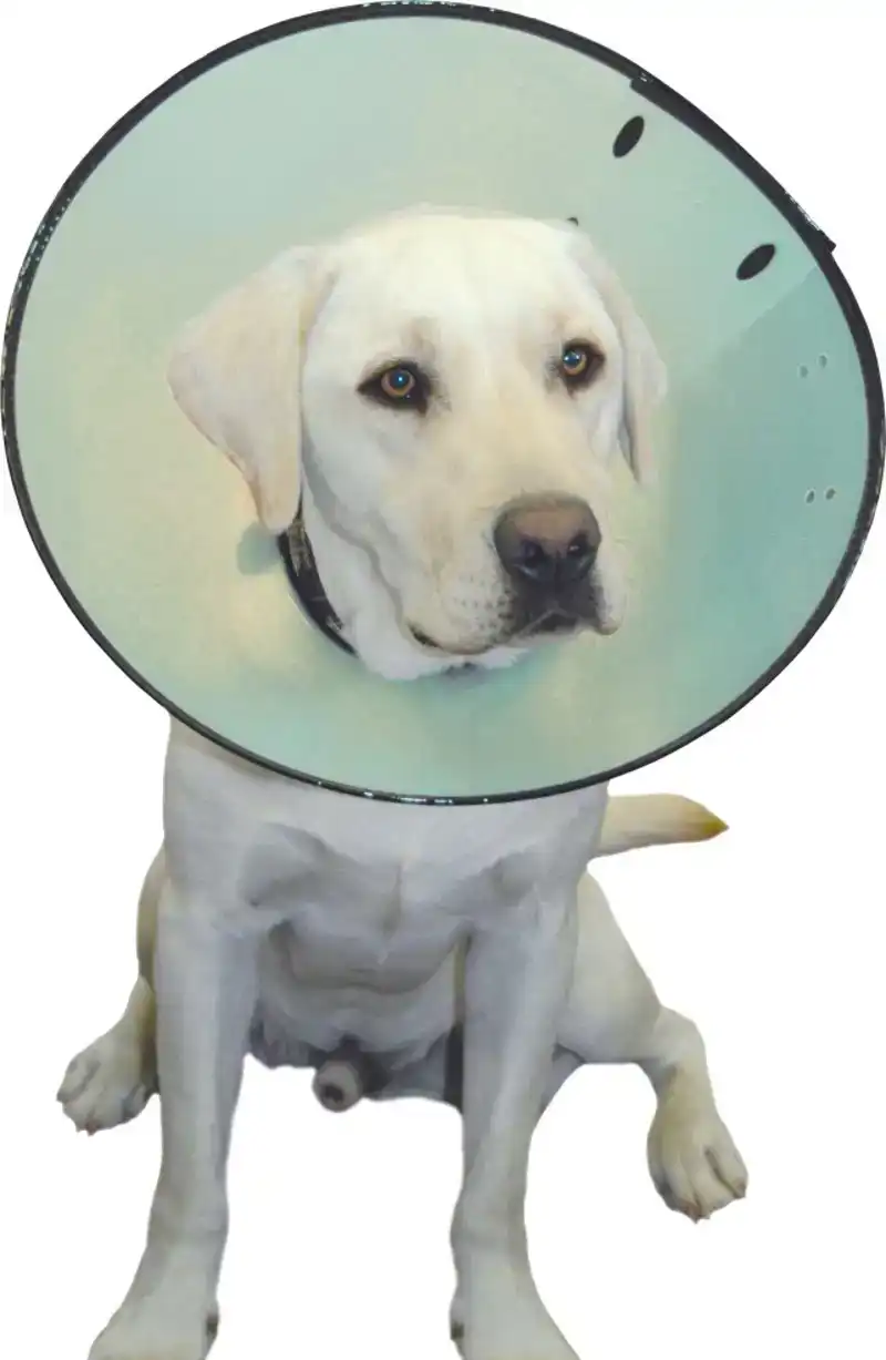 SMART COLLAR NR. 5 (56-66CM) HONDENKRAAG