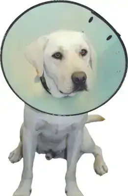 SMART COLLAR NR. 5 (56-66CM) HONDENKRAAG