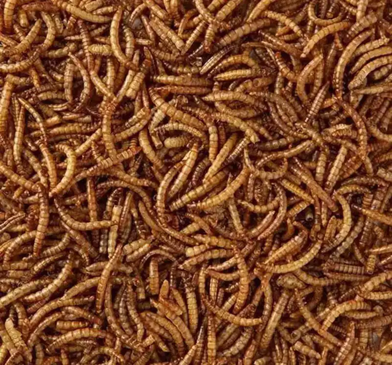GEDROOGDE MEELWORMEN 5KG