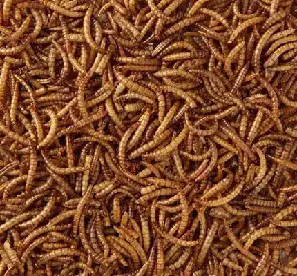 GEDROOGDE MEELWORMEN 5KG