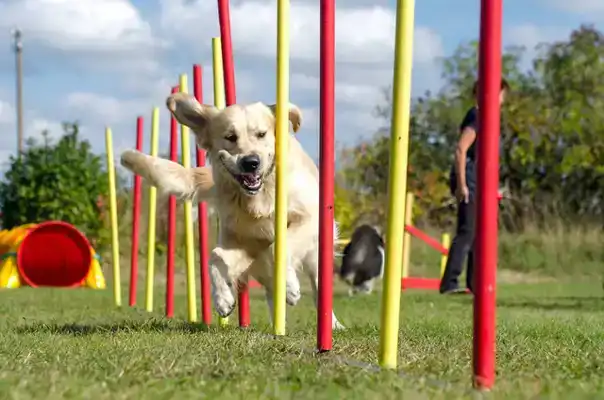 AGILITY-SET 12-DELIG