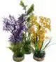 AQUAR.PLANT MEDIUM 349701