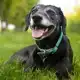 CADEAUSHOP DIEROTHEEKCHEQUE INENTING HOND, 2200 PUNTEN