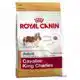 RC BHN CAVALIER KING CH. AD 1,5KG