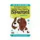 BORDJE - CAVALIER KING CHARLES SPANIEL
