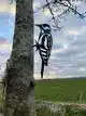 METALEN GROTE BONTE SPECHT