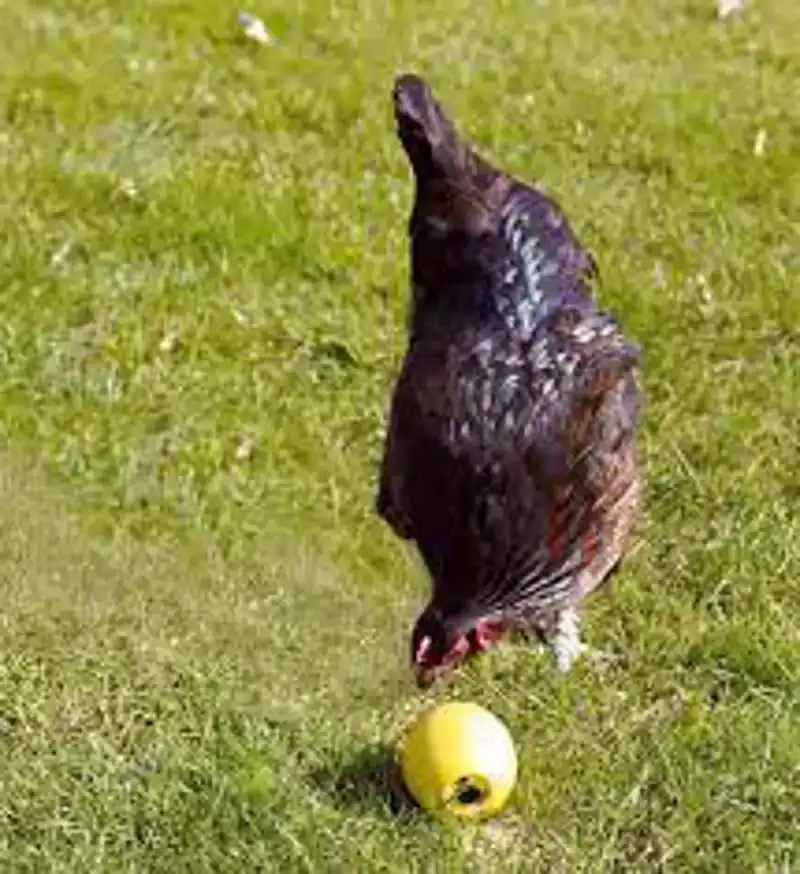 SAVIC KIPPENBAL CHICKENFUN