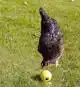 SAVIC KIPPENBAL CHICKENFUN