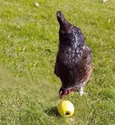 SAVIC KIPPENBAL CHICKENFUN