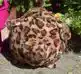 CADEAUSHOP  PIGGY SPEEDY (PANTER), 550 ALL-IN PUNTEN