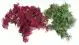 SYDECO SYDECO TROPICAL MOSS 8CM