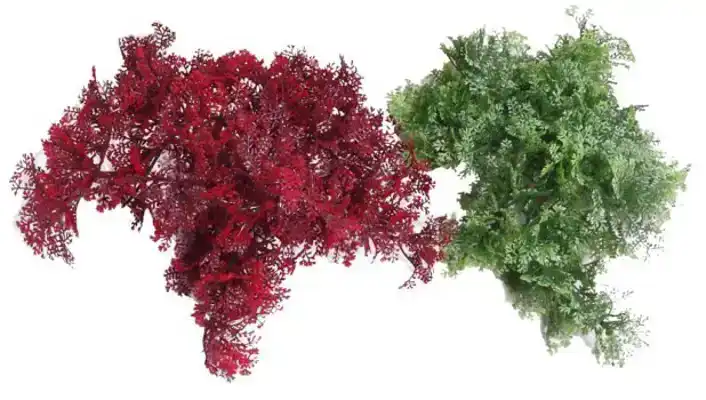 SYDECO SYDECO TROPICAL MOSS 8CM