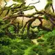 CADEAUSHOP AQUARIUMPLANTEN CHEQUE, 300 ALL-IN PUNTEN