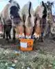 EQUIFIRST MINERAL BLOCK MET KNOFLOOK 20 KG