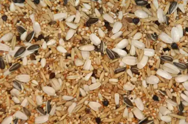PARKIET GROOT SPECIAAL 20KG