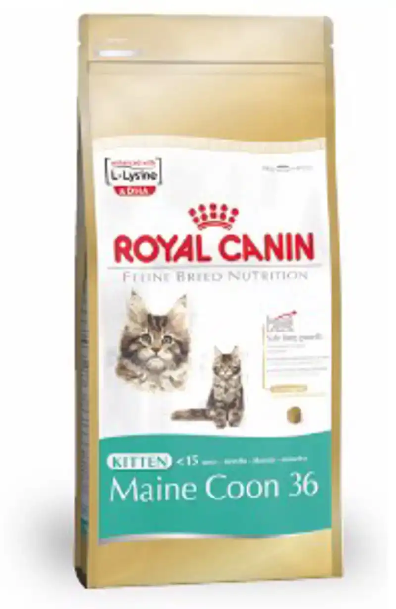 RC FBN MAINE COON KITTEN 400G