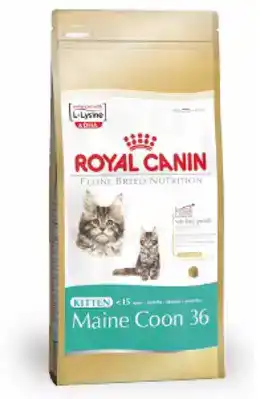 RC FBN MAINE COON KITTEN 400G