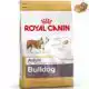 RC BHN ENGLISH BULLDOG AD 3KG