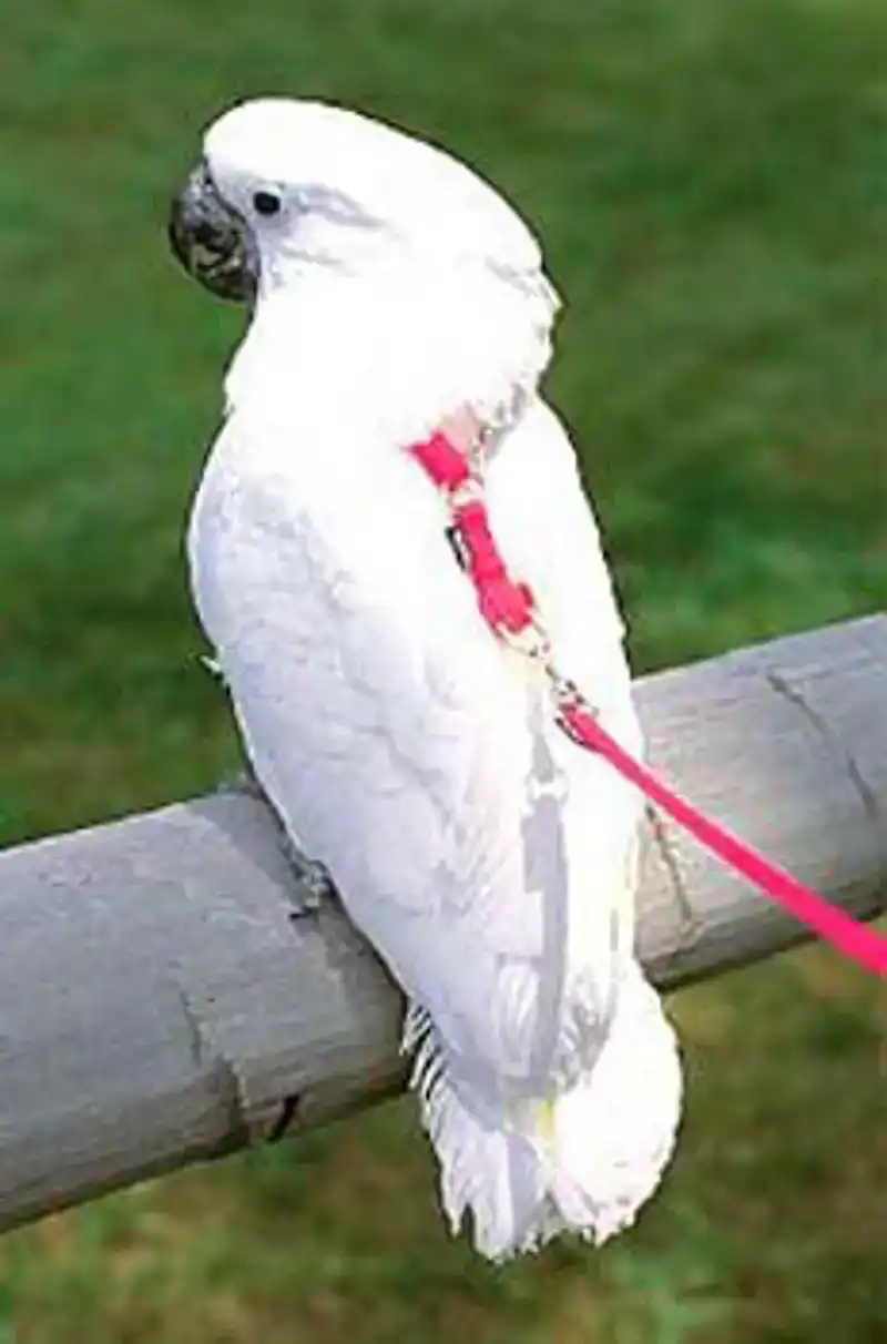 VOGELTUIGJE MEDIUM