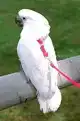VOGELTUIGJE MEDIUM